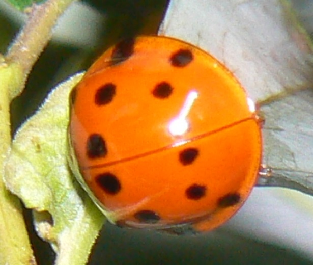☆中州のヤナギ_ハラグロオオテントウ_2021年6月22日
